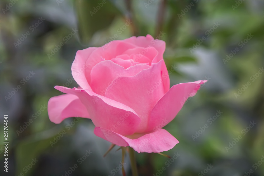 Pink rose in the garden. Pink rose in the garden.
