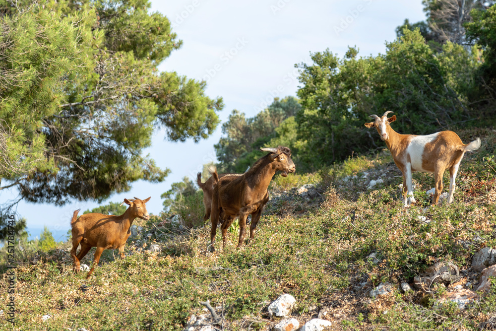 Small herd of goats standing on a hill, looking into camera.