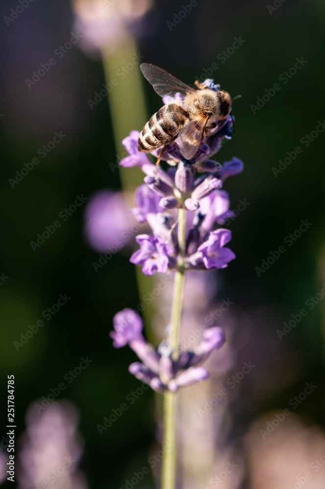 Lavender angustifolia, lavandula in sunlight in herb garden with honey bee Lavender angustifolia, lavandula in sunlight in herb garden with honey bee