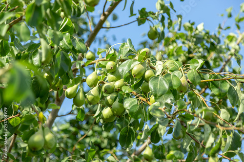 Green young pears on a branch with leaves.