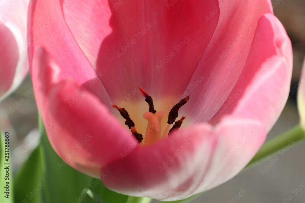 rosa Tulpen, Nahaufnahme Tulpe, Blüte 