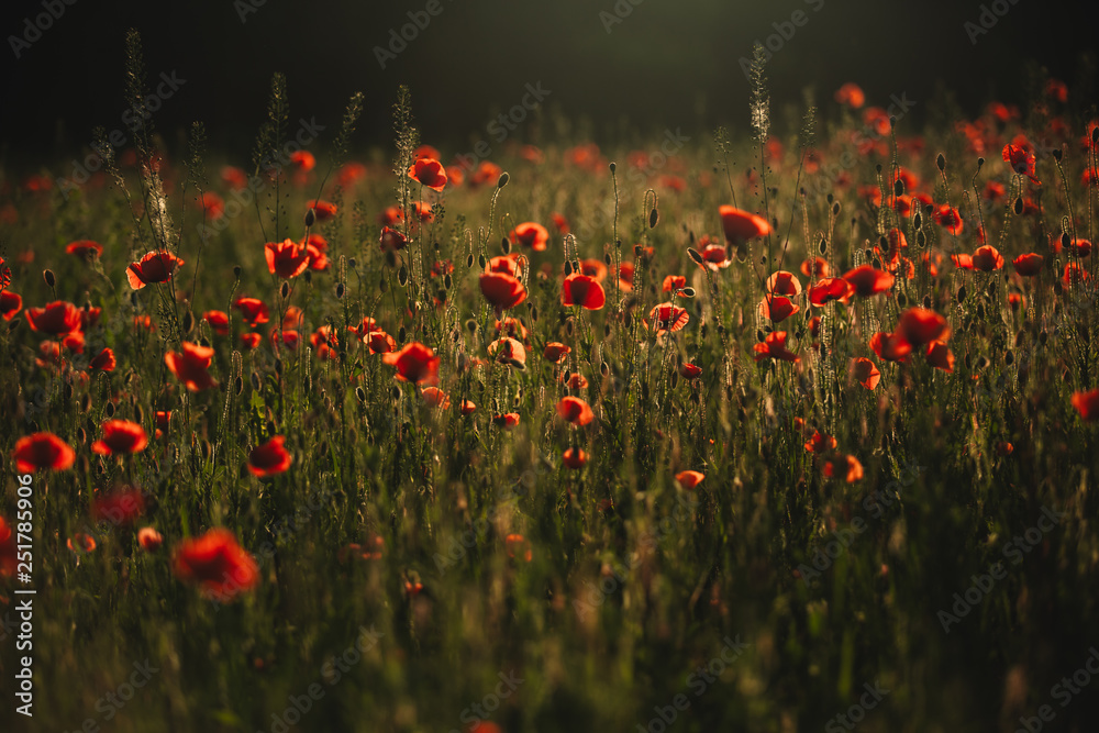 Red poppies field. The Sun setting on a field of poppies in the countryside
