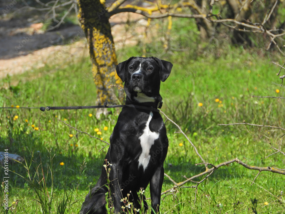Zoom photo of breed dog standing in the park Zoom photo of breed dog standing in the park