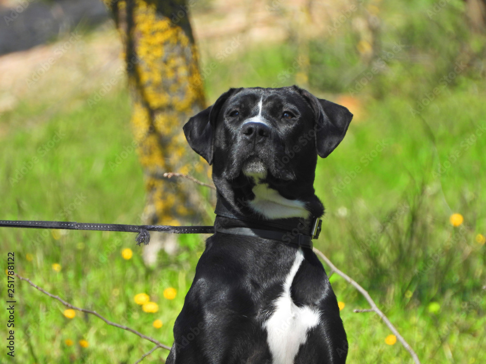 Zoom photo of breed dog standing in the park