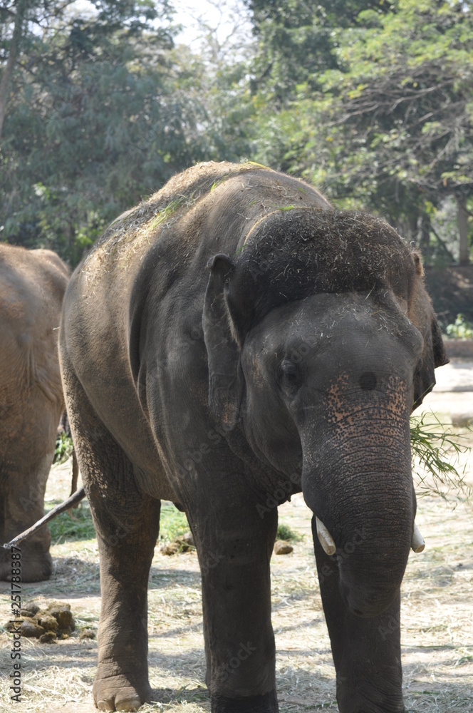 Fototapeta premium elephant in zoo