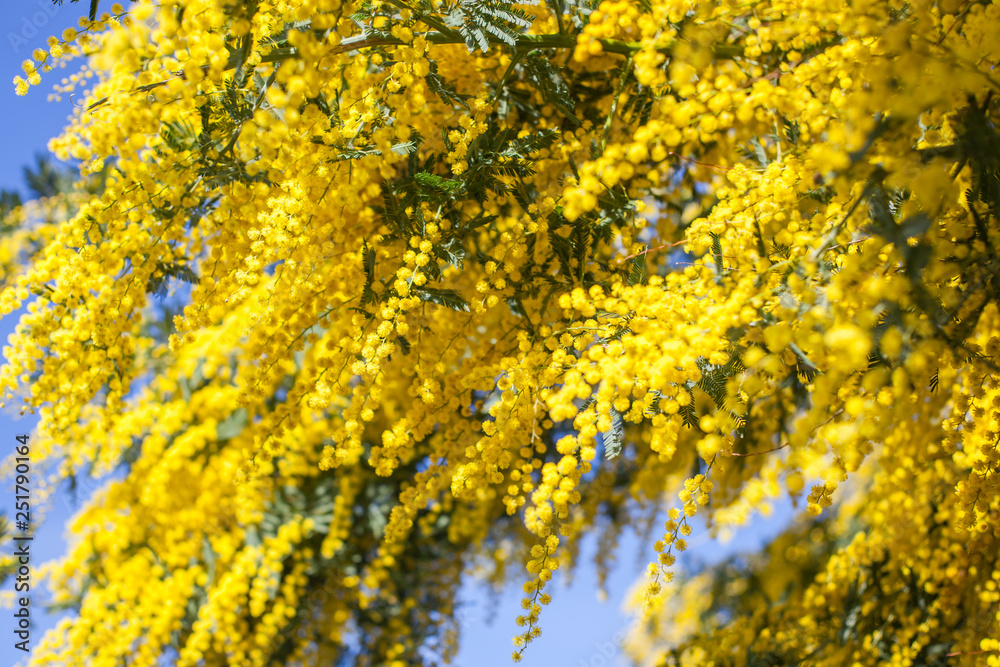 mimosa mimosa