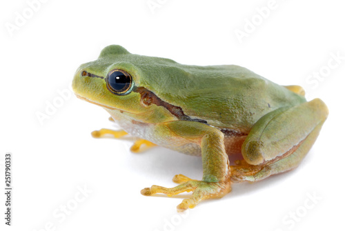 Green tree frog isolated on white background