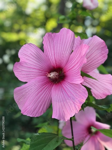 цветок мальвы