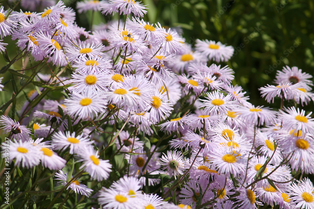 Flowers of Erigeron sp. (Annual daisy fleabane) in garden Flowers of Erigeron sp. (Annual daisy fleabane) in garden