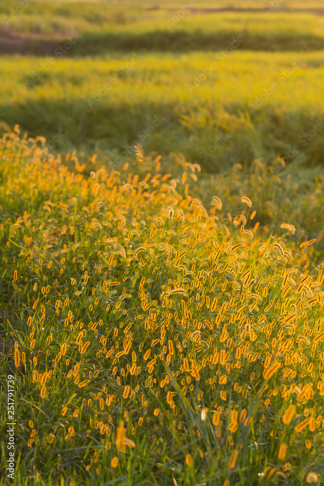 Fototapeta premium キンエノコロ