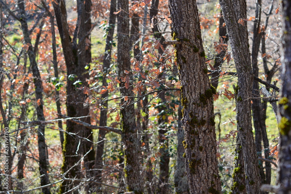 Obraz premium Zoom into the Forest