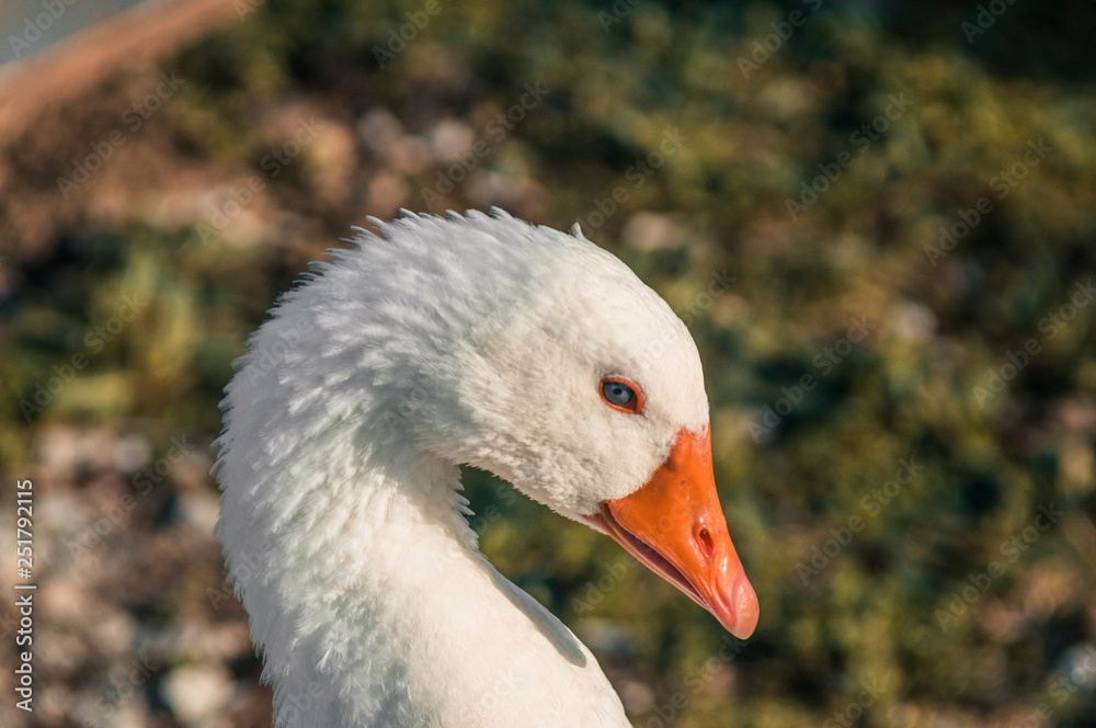 Fototapeta premium Goose