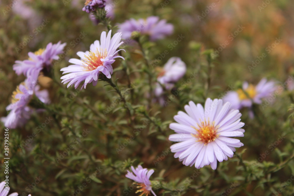 Beautiful fresh bright purple flowers on the summer meadow. Natural floral background Beautiful fresh bright purple flowers on the summer meadow. Natural floral background