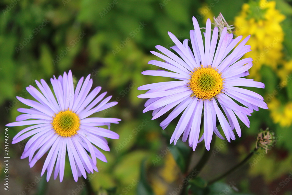 Beautiful fresh bright purple flowers on the summer meadow. Natural floral background Beautiful fresh bright purple flowers on the summer meadow. Natural floral background