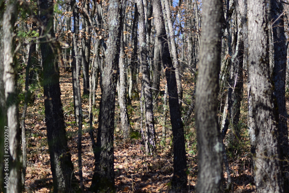 Obraz premium Zoom into the Forest