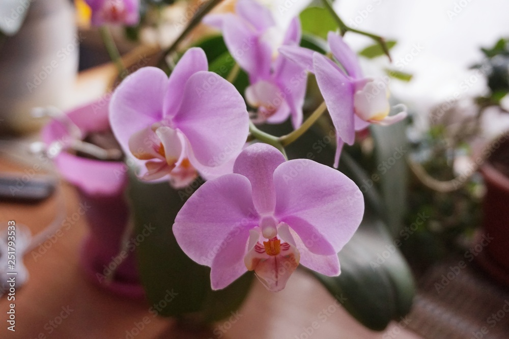 House flower: blooming orchid phalaenopsis pink color.