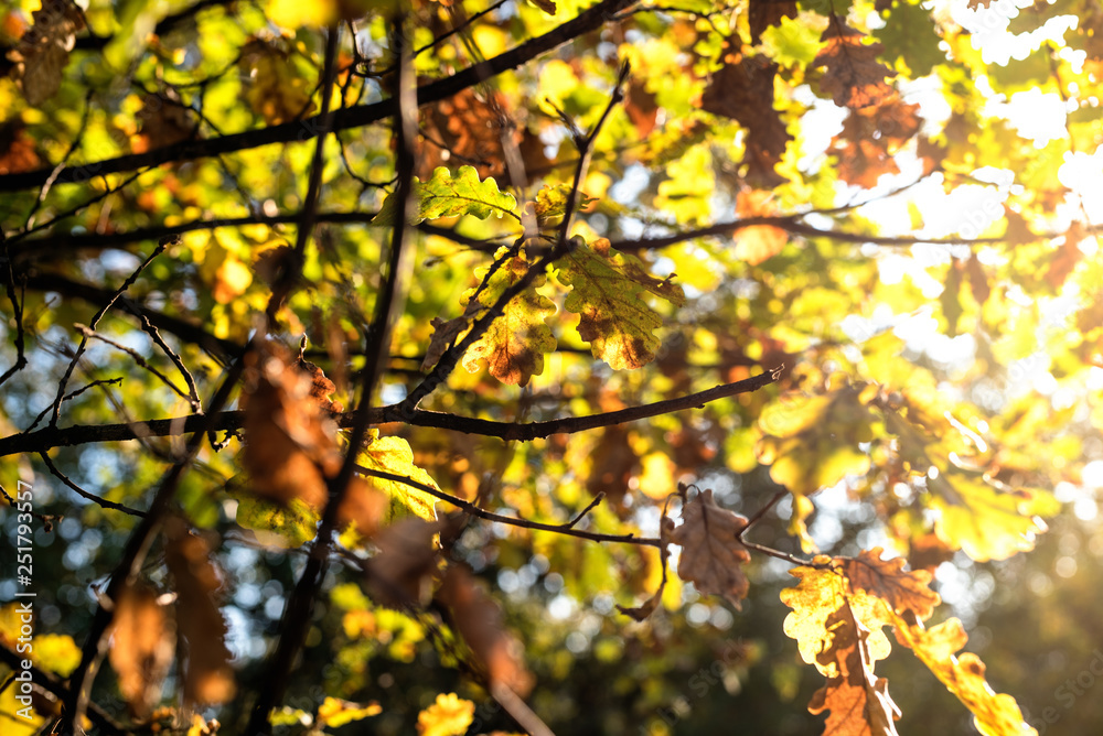 Sun shining through beautiful fall leaves