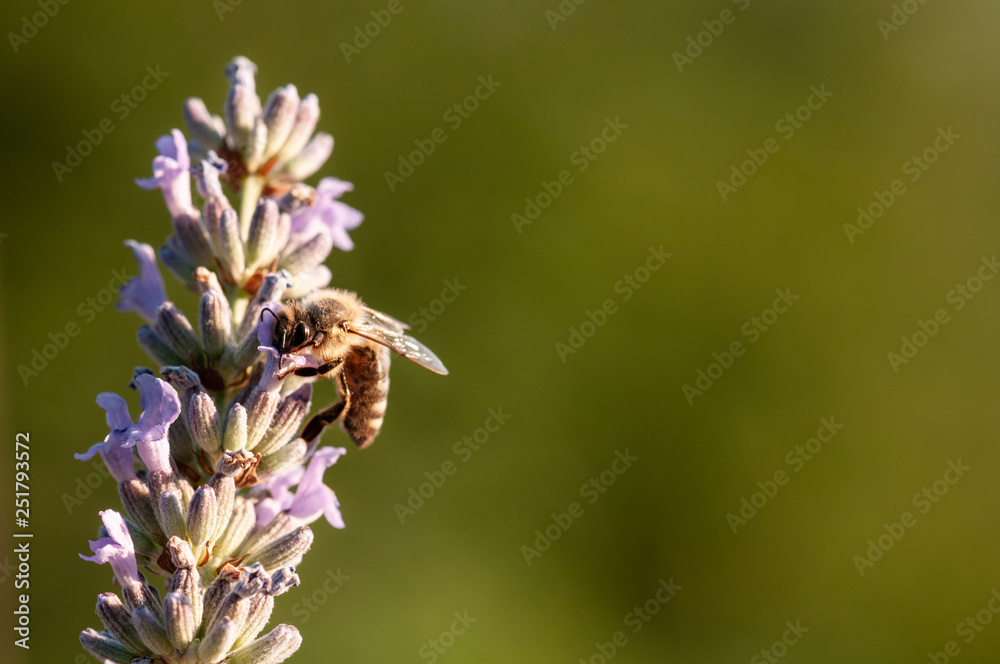 Lavender angustifolia, lavandula in sunlight in herb garden with honey bee Lavender angustifolia, lavandula in sunlight in herb garden with honey bee