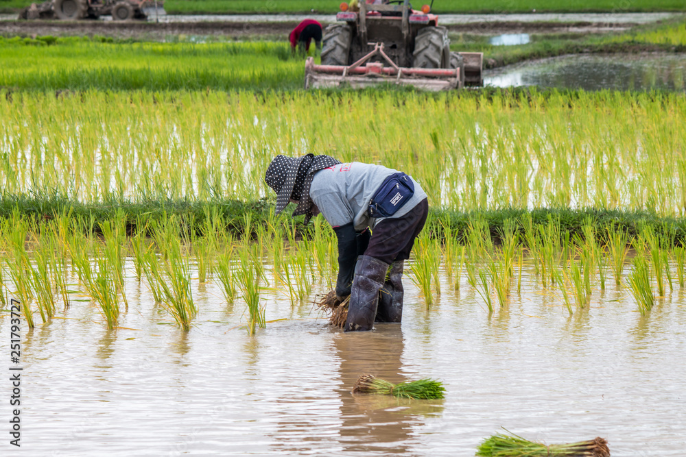 Obraz premium Thai rice cultivation