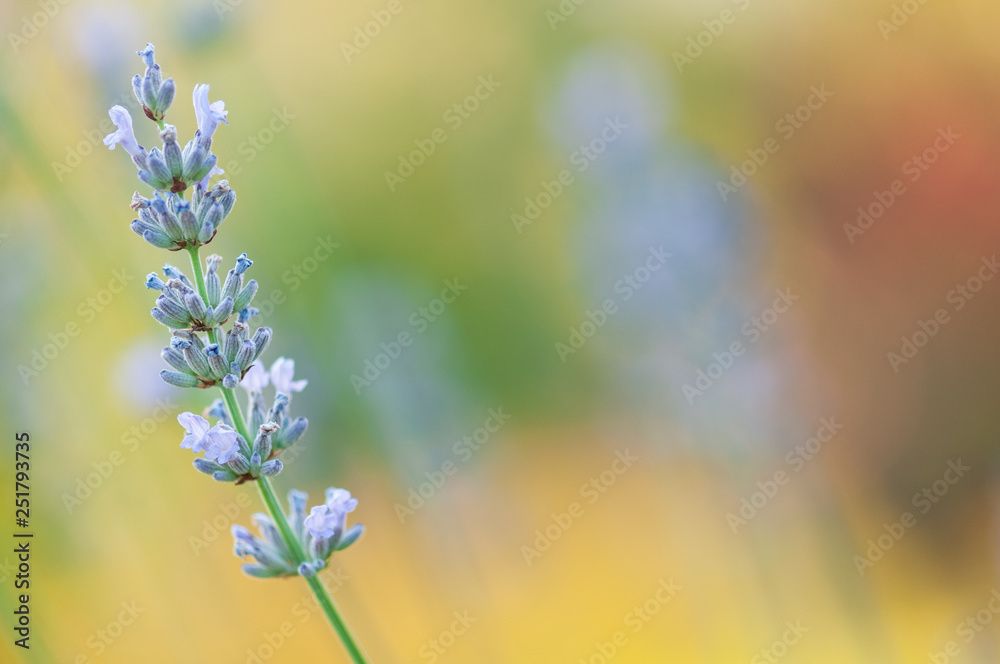 Fototapeta premium Lavender angustifolia, lavandula in sunlight in herb garden