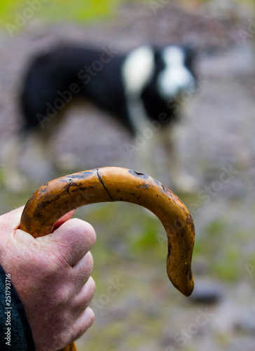 Farmer Brendan Ferris, Sheep-dog Trial, Caitins, Kells Area, Ring of Kerry, Iveragh Peninsula, County Kerry, Ireland, Europe photo