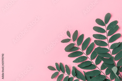 Green tree branches on pink background. Skin body care organic cosmetics concept. Styled Image for blog product branding. Urban jungles theme