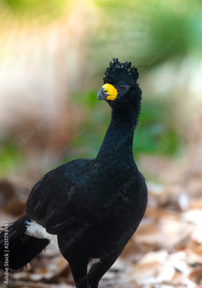 Fototapeta premium Bare faced Curassow, in a jungle environment, Pantanal Brazil