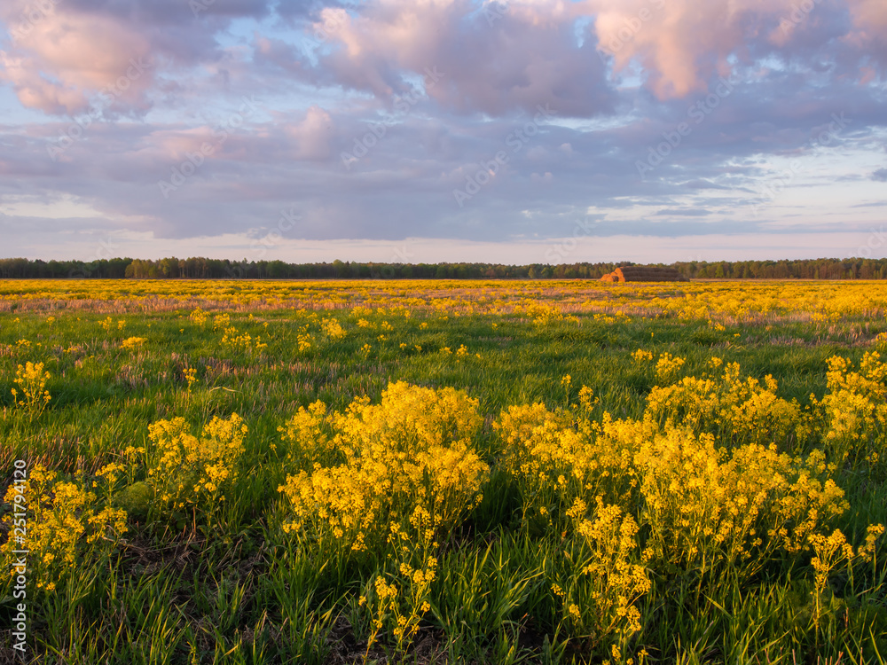 Evening meadow covered with lush yellow rapeseed flowers in spring