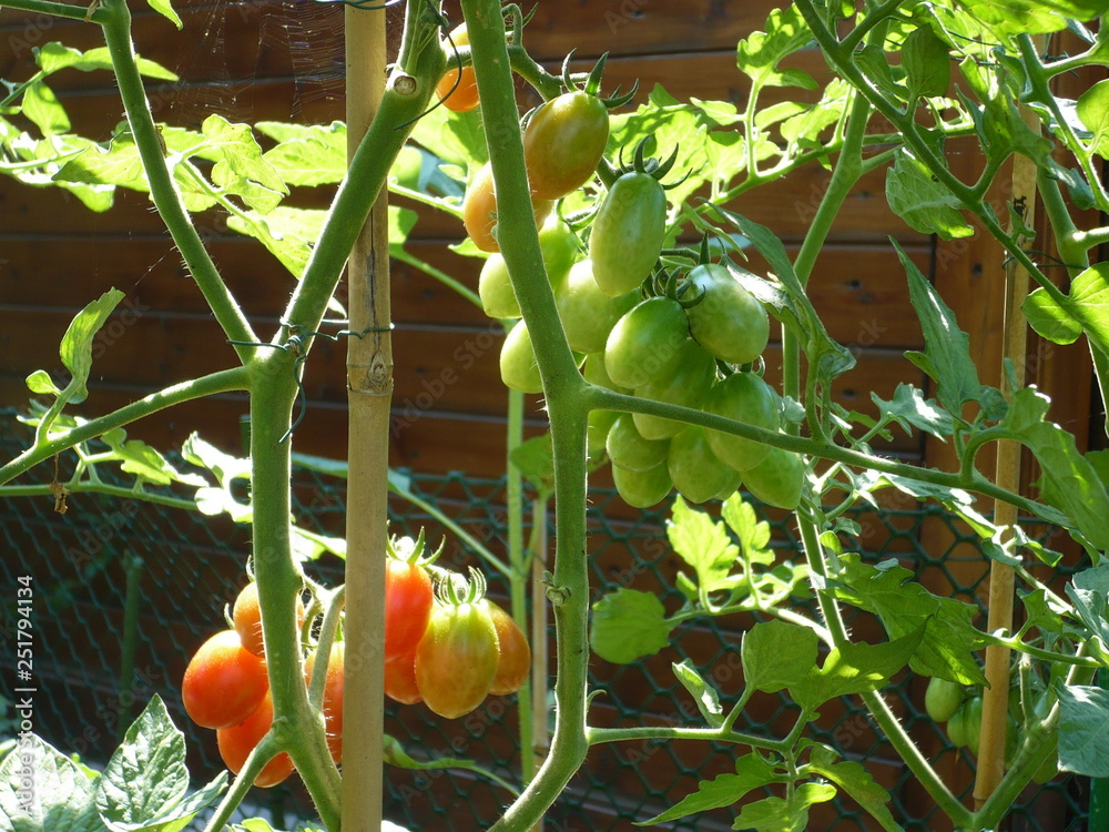 Pianta di pomodori Stock Photo Adobe Stock