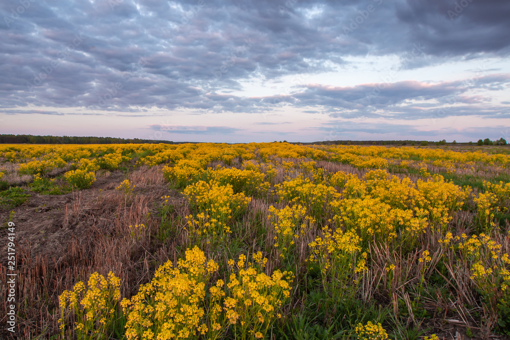 Spring field covered with lush yellow flowers