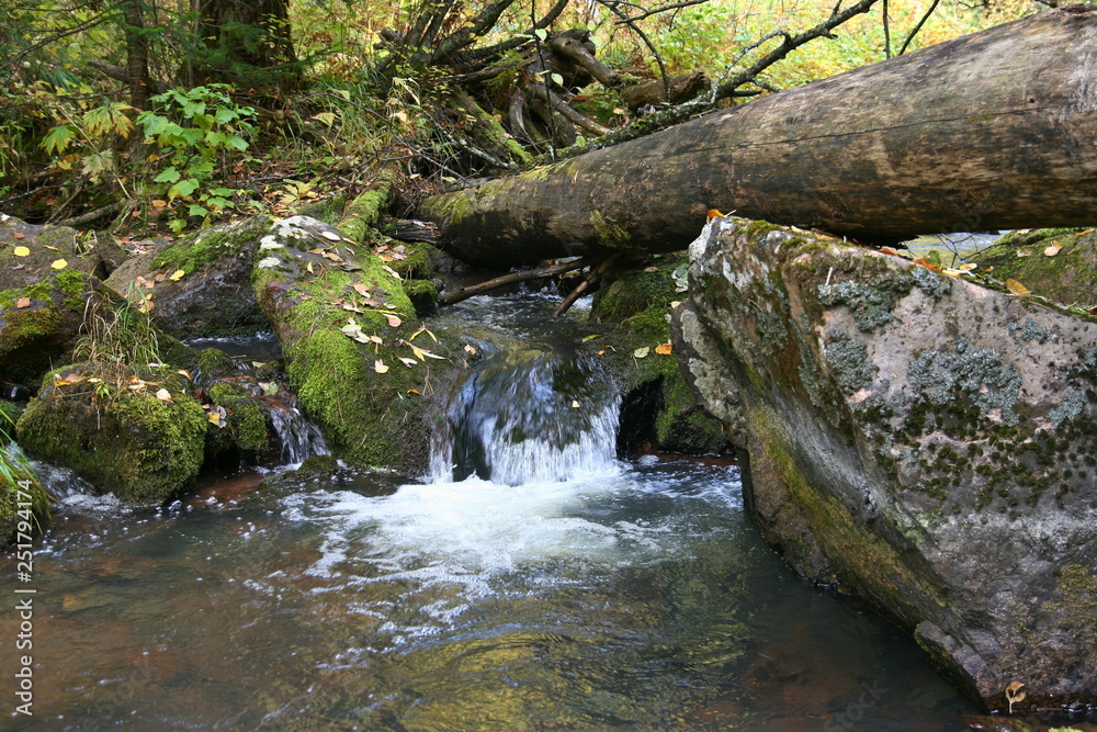 Fototapeta premium Mountain river in the autumn forest.