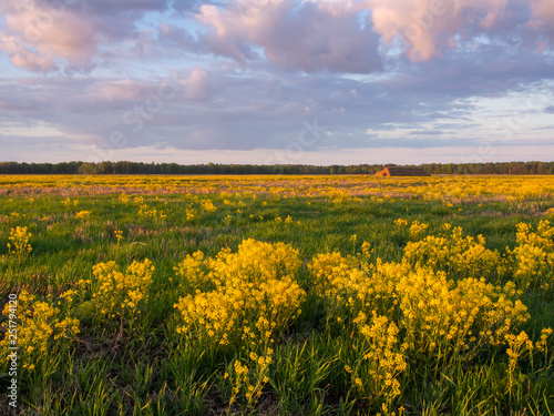 Evening meadow covered with lush yellow rapeseed flowers in spring