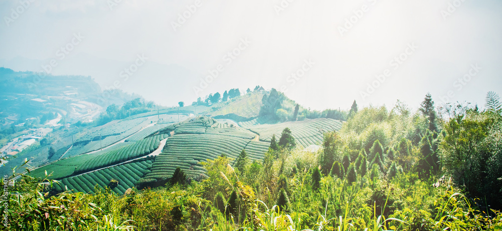 Beautiful tea garden rows scene isolated with blue sky and cloud, design concept for the tea product background, copy space, aerial view