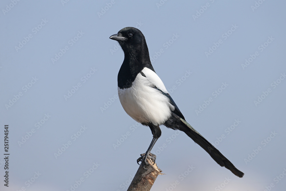 Obraz premium Unusual close-up portrait of a Eurasian magpie sitting on a branch against the sky and beige cane