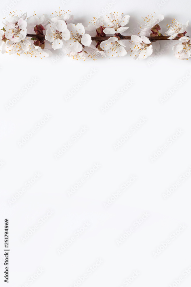 branch of white apricot flowers and a sheet of paper, copy space, greeting card
