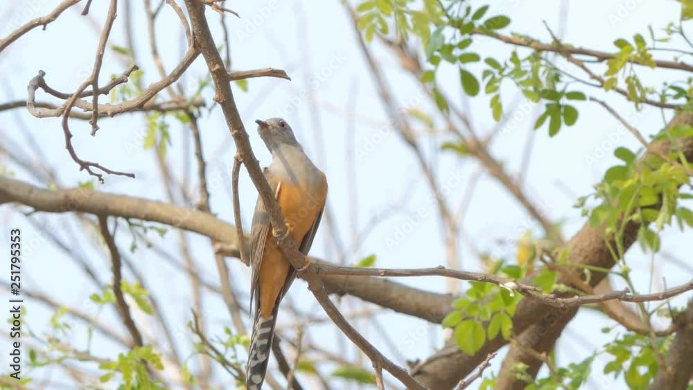 Plaintive cuckoor bird (Cacomantis merulinus) on branch in tropical rain forest. Plaintive cuckoor bird (Cacomantis merulinus) on branch in tropical rain forest.