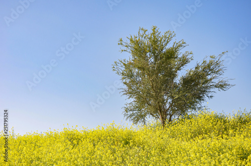 イスラエル 黄色い花と木