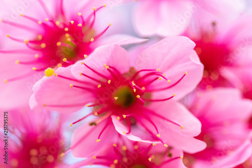 Macro Flower Prunus cerasoides photo