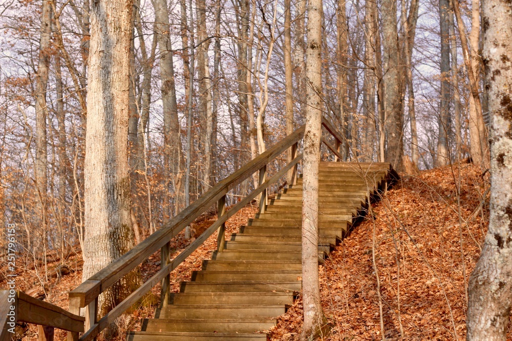The wood stairs and boardwalk in the forest on sunny day. The wood stairs and boardwalk in the forest on sunny day.