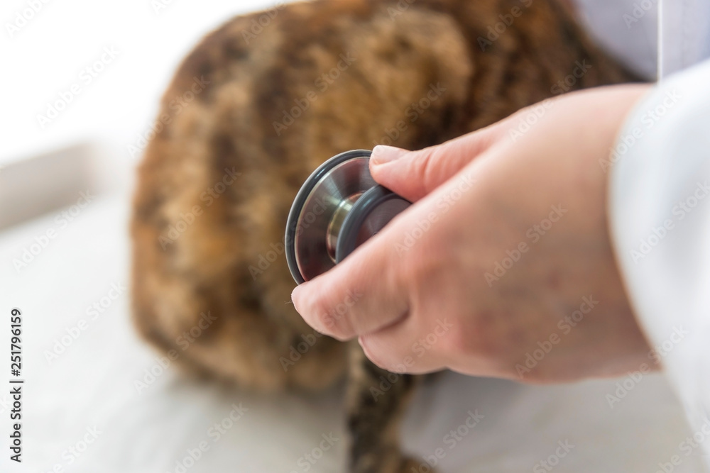 Fototapeta premium Female doctor's hand examined female cat, close up