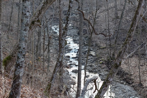 A view of the creek in the forest though the tree branches.
