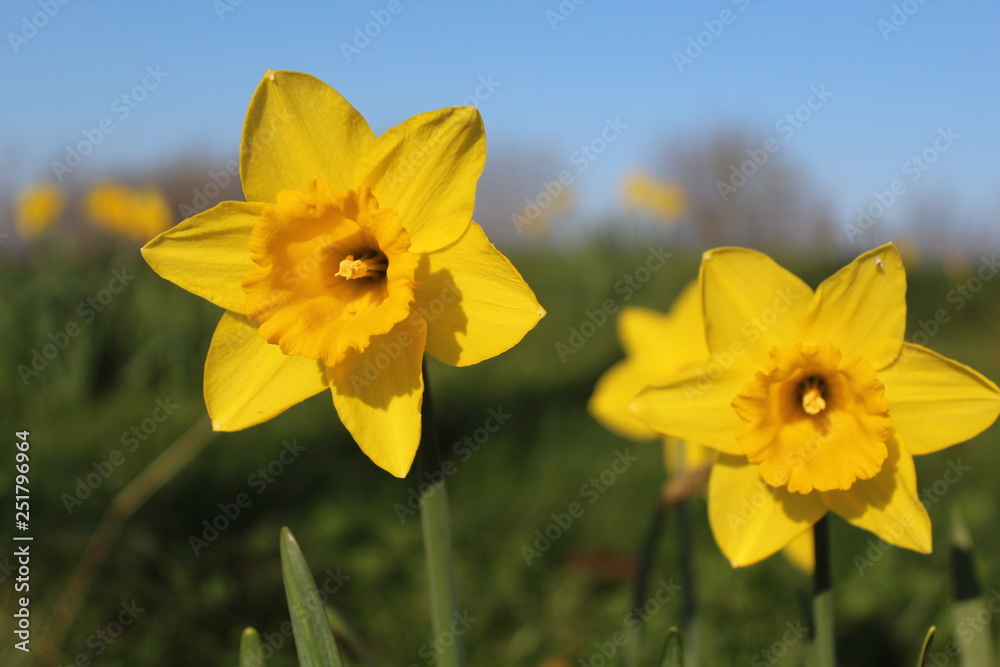 Daffodils growing though the grass on a bright sunny morning Daffodils growing though the grass on a bright sunny morning