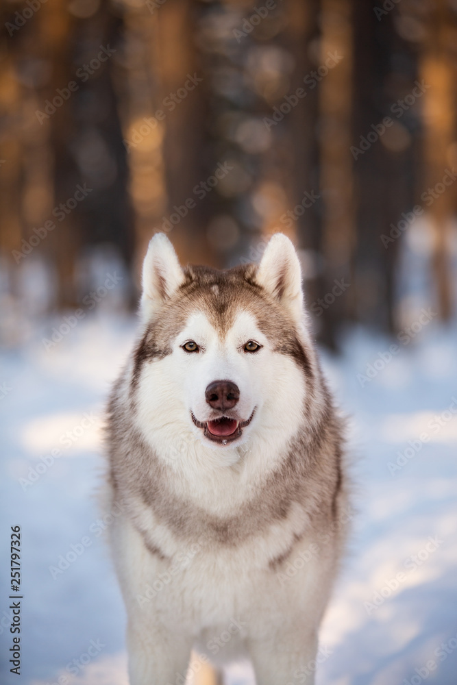 Cute, beautiful and happy Siberian Husky dog standing on the snow path in the winter forest at sunset.