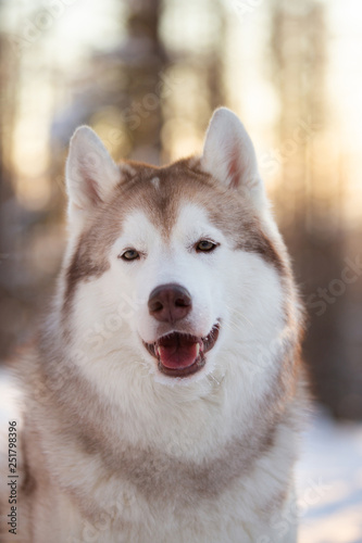 Cute  beautiful and happy Siberian Husky dog standing on the snow path in the winter forest at sunset.