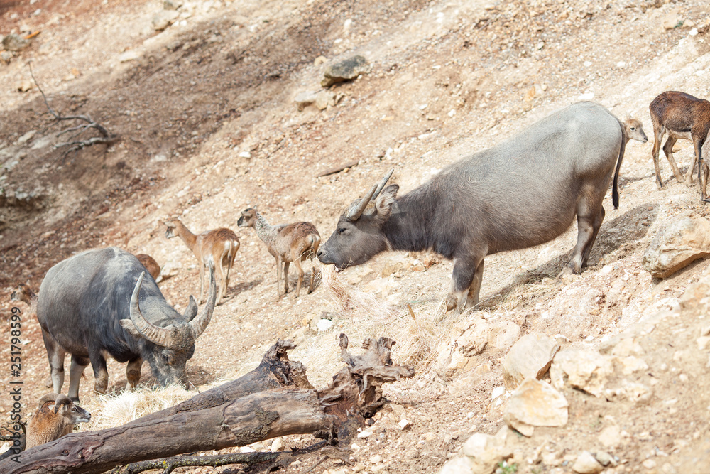 Wild buffalo with large horns in nature Wild buffalo with large horns in nature