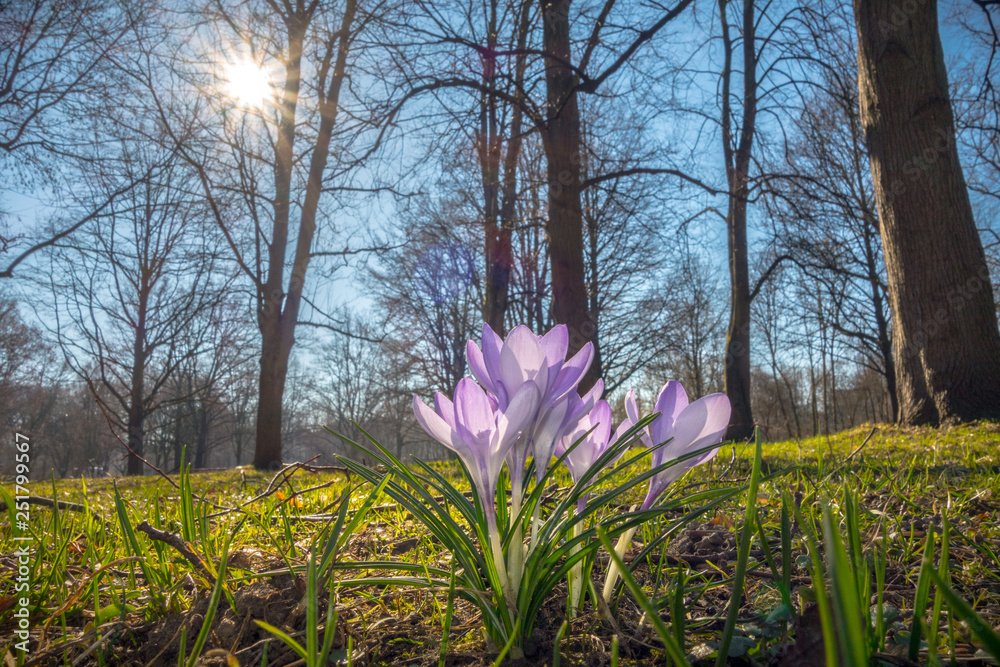 Fototapeta premium Violet crocuses in the spring sunbeam, Crocus vernus