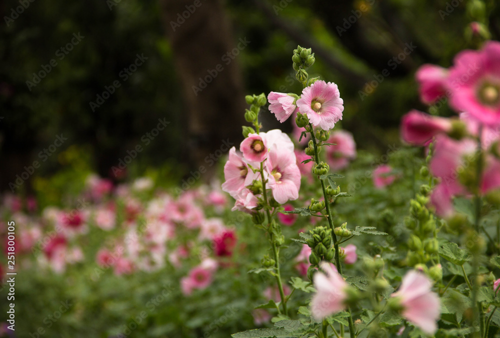  beautiful pink flower in garden