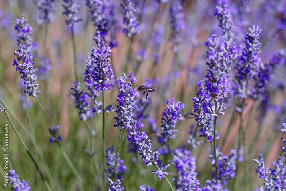 Fototapeta premium Bee pollinating lavender flowers in spring