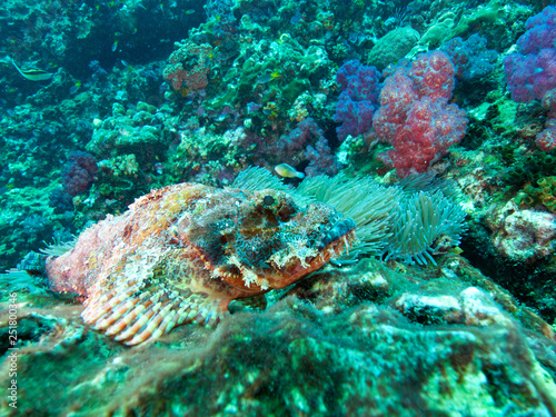 Plongée .Thailande