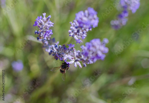 Fototapeta Naklejka Na Ścianę i Meble -  Bee pollinating a lavender flower 